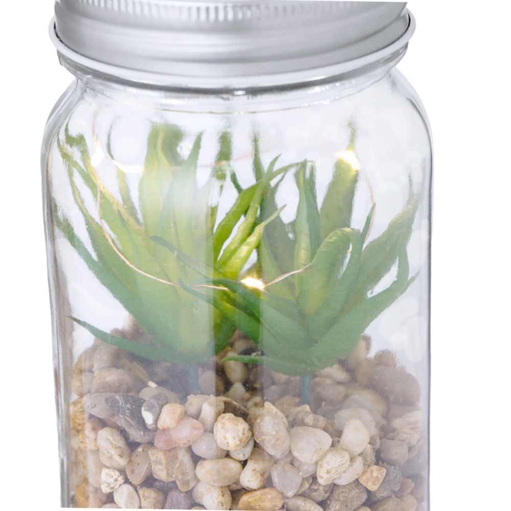 Decoratieve Plant Kyala