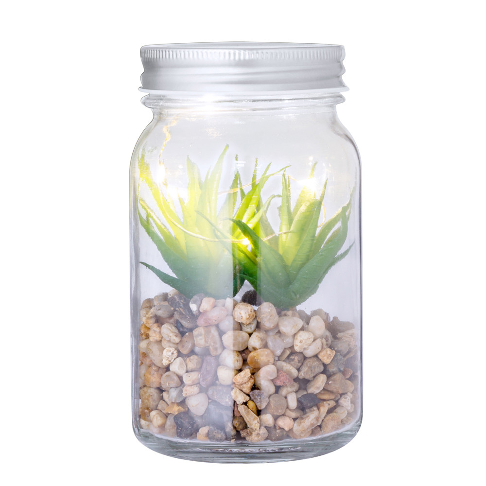 Decoratieve Plant Kyala
