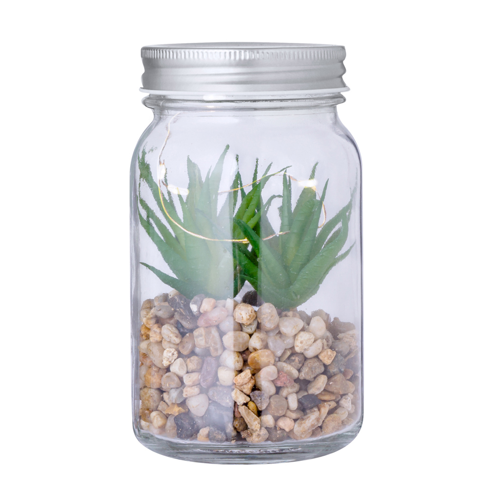 Decoratieve Plant Kyala